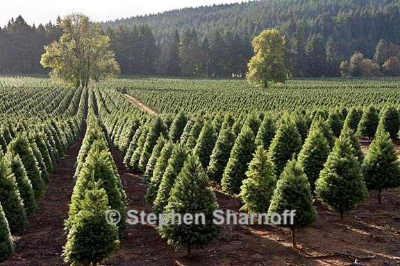 xmas tree farm 1 graphic